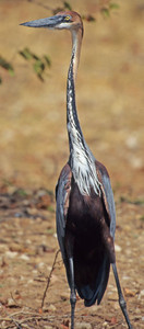 Golilath Heron-Frontal View