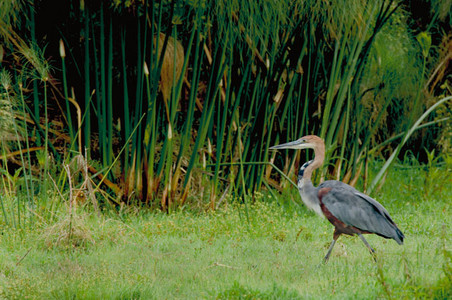 Goliath Heron in Papyrus Marsh
