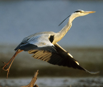 Gray Heron-in Flight