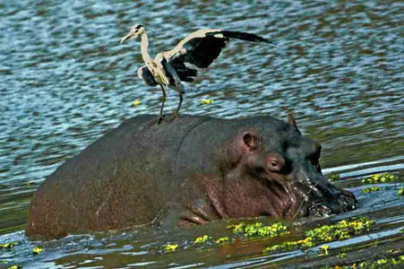 Gray Heron on Hippo