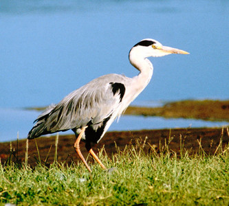 Gray Heron at Water