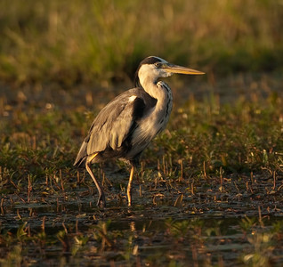 Gray Heron Fishing