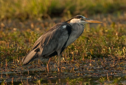 Gray Heron in marsh