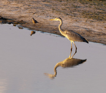 Gray Heron in Water