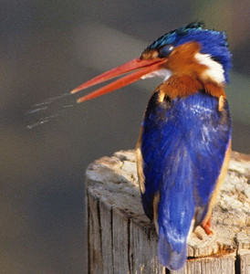 Malachite Kingfisher