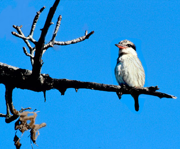 Striped Kingfisher