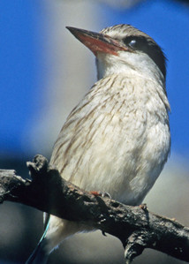 Striped Kingfisher