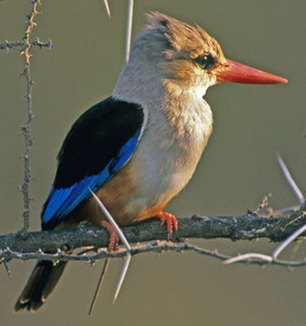 Grayhooded Kingfisher