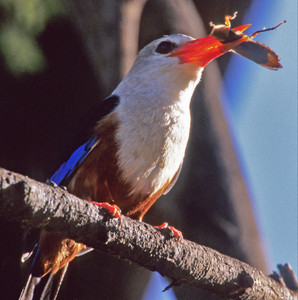 Grayhooded Kingfisher