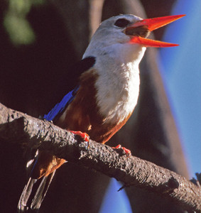 Grayhooded Kingfisher