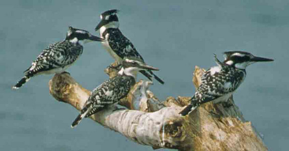 Pied Kingfishers
