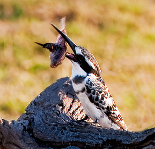Pied Kingfisher