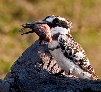 Pied Kingfisher