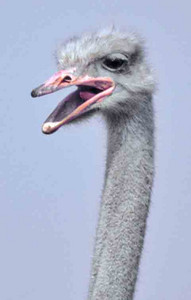 Ostrich