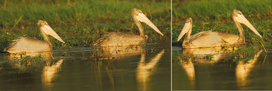 Pink-Backed Pelicans