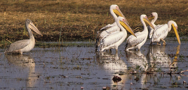 White Pelicans (& a Pink Pelican)