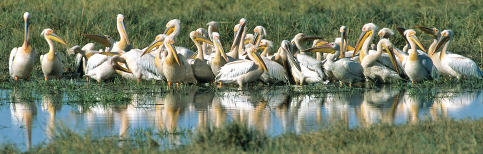 White Pelican Flock with Reflections
