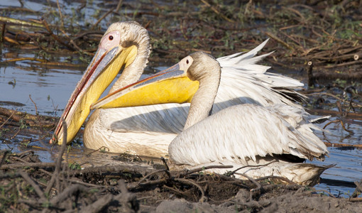 Pelicans