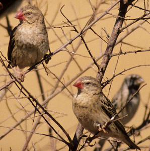 Redbilled Quelea