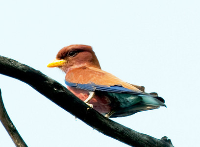 Broad-Billed Roller