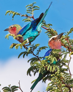 Broad-Billed Rollers