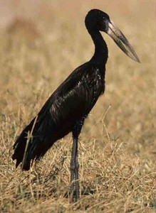 Openbilled Stork