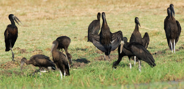 Openbilled Stork Flock