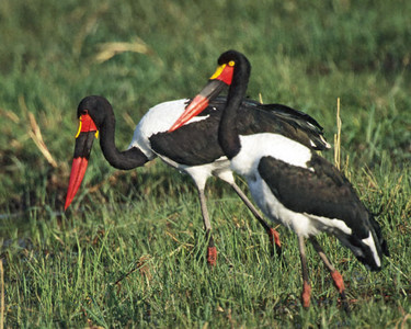 Saddlebilled Stork Pair