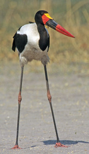 Saddlebilled Stork