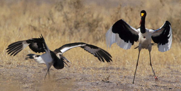 Saddlebilled Stork  (juvenile & female-1st of 4 image)