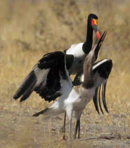 Saddlebilled Stork
