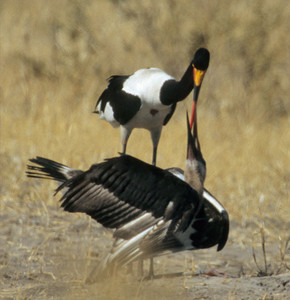 Saddlebilled Stork