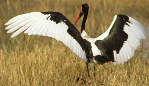 Saddlebilled Stork