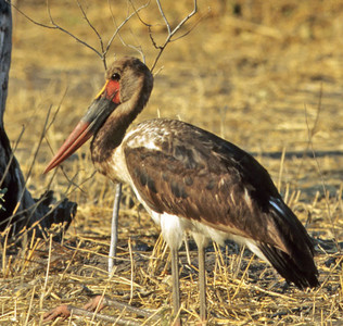Saddlebilled Stork