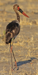 Saddlebilled Stork