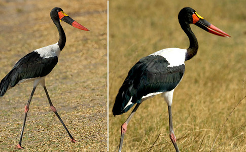 Saddlebilled Stork
