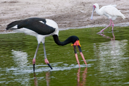 Saddlebilled Stork