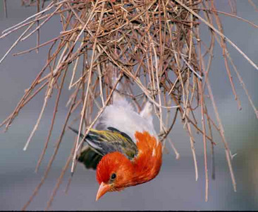 Redheaded Weaverbird