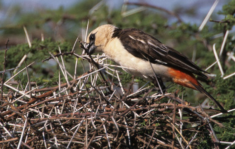 Whiteheaded Buffalo Weaverbird