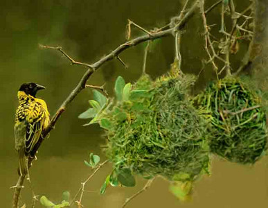 Spottedbacked Weaverbird
