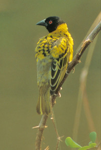 Spottedbacked Weaverbird