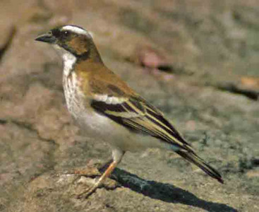 Whitebrowed Sparrow Weaver