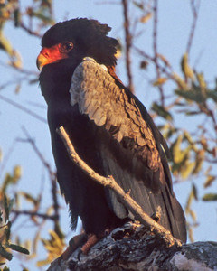Bateleur