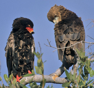 Bateleur