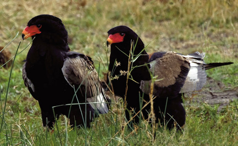 Bateleur