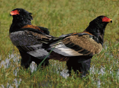 Bateleur