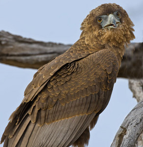 Bateleur-Juvenile-1st image