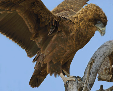 Bateleur-Juvenile-image2
