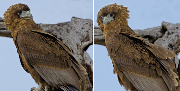 Bateleur-Juvenile-3rd (dbl) image