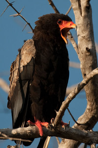 Bateleur